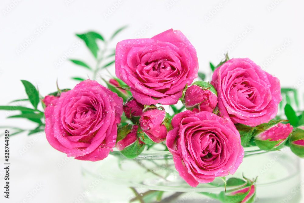 Decorative rose on a white background. Pink little buds. Macro view.