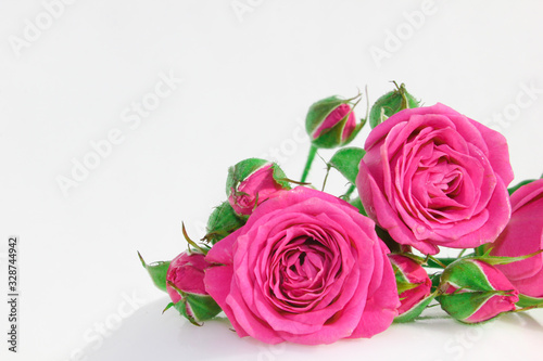 Decorative rose on a white background. Pink little buds. Macro view.