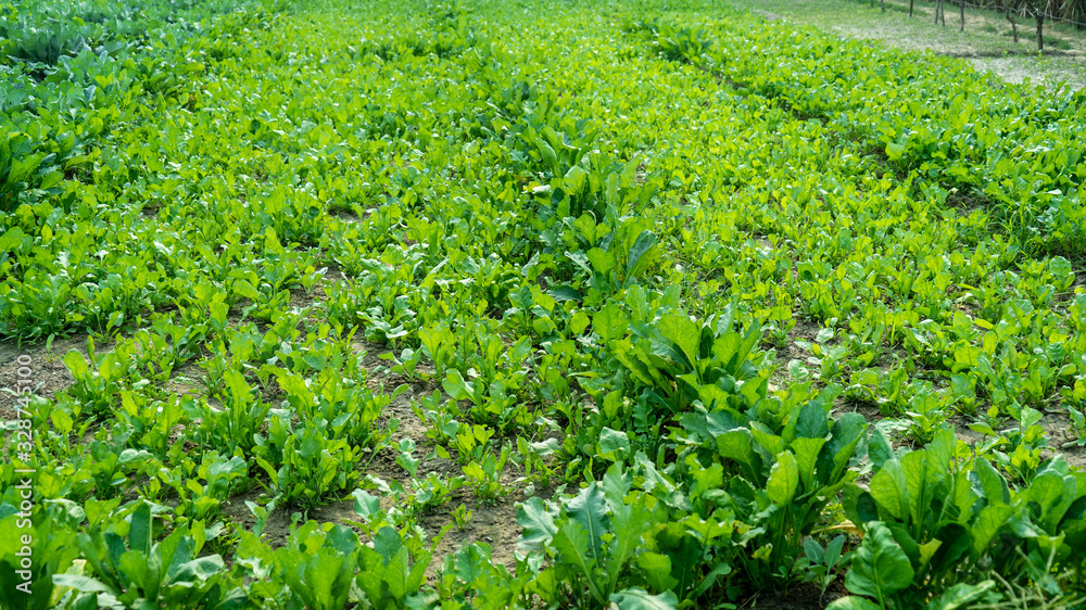Spinach Farm Spinach Farm