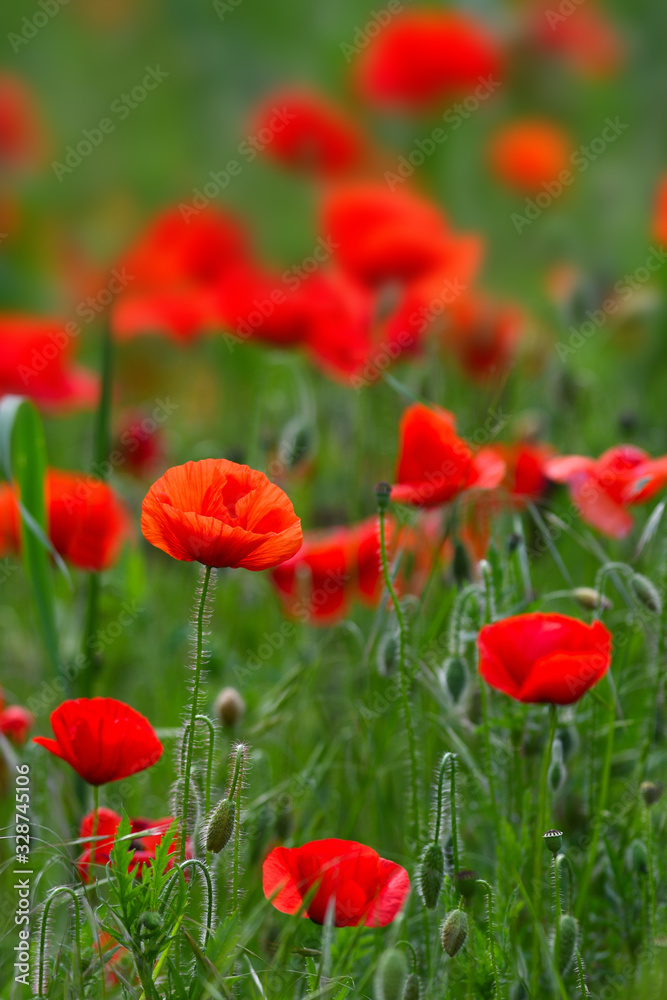 Red poppies in a green wheat meadow.