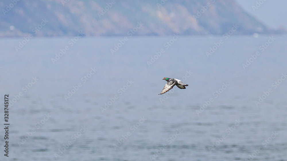 Naklejka premium pigeon in flight
