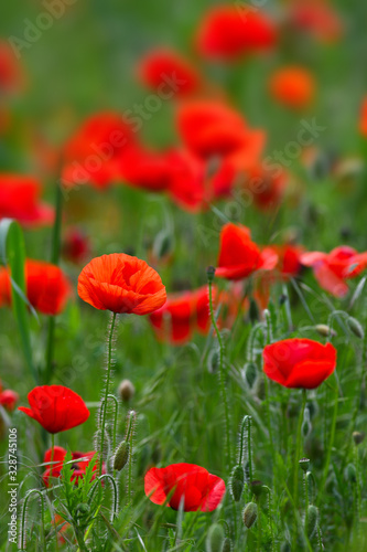 Red poppies in a green wheat meadow. © Dan74
