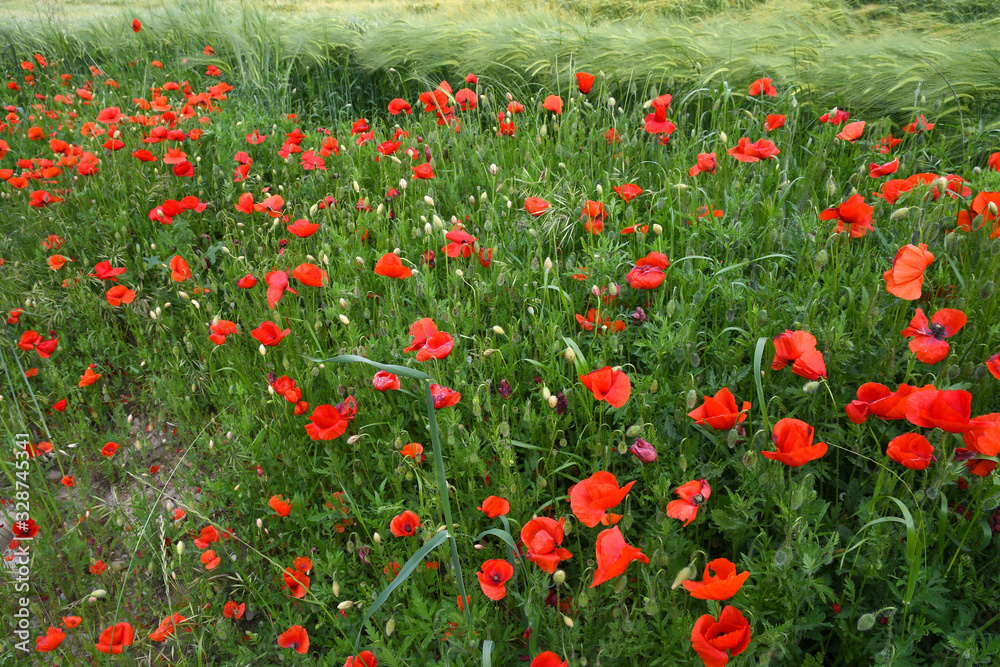 Red poppies in a green wheat meadow.