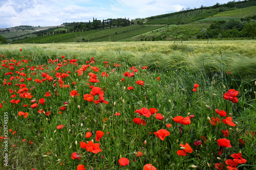 Beautiful poppies in the Tuscan countryside. Italy.