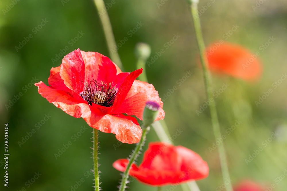 Fototapeta premium Red poppies on blurred background in sunny weather_