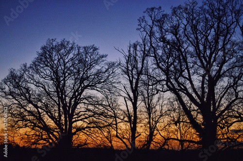 silhouette of a tree at sunset © Rainshine Media