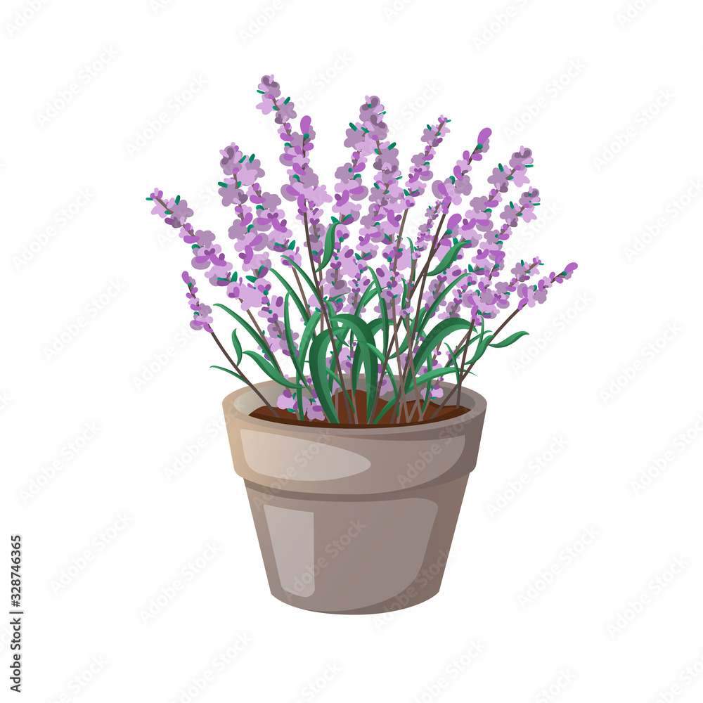 Lavender flower herb in a pot isolated on white.
