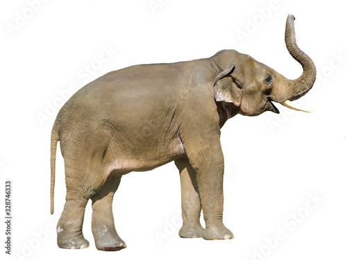 Young Asian elephant bull isolated with white background