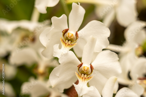 close up makro shot of orchid flower blossom