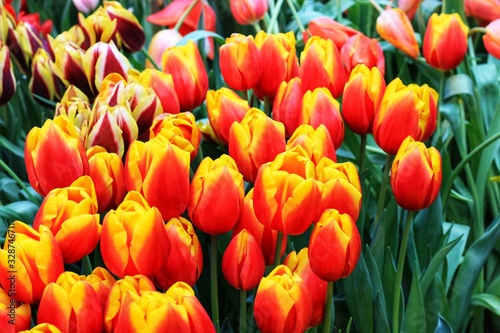 Tulips grow in the natural environment on a flower bed. Bright yellow-red flowers