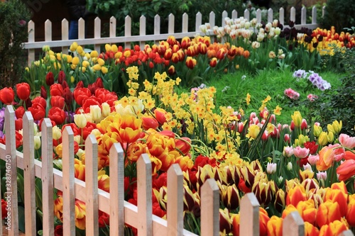 A beautiful little garden of spring color flowers of tulips and daffodils with a green meadow in the middle.  White garden fence #328746750