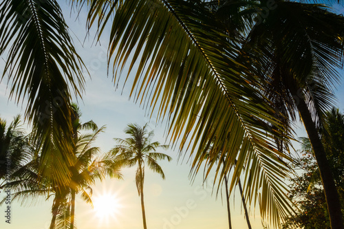 Close palm fronds frame distant tree as sunrises behind