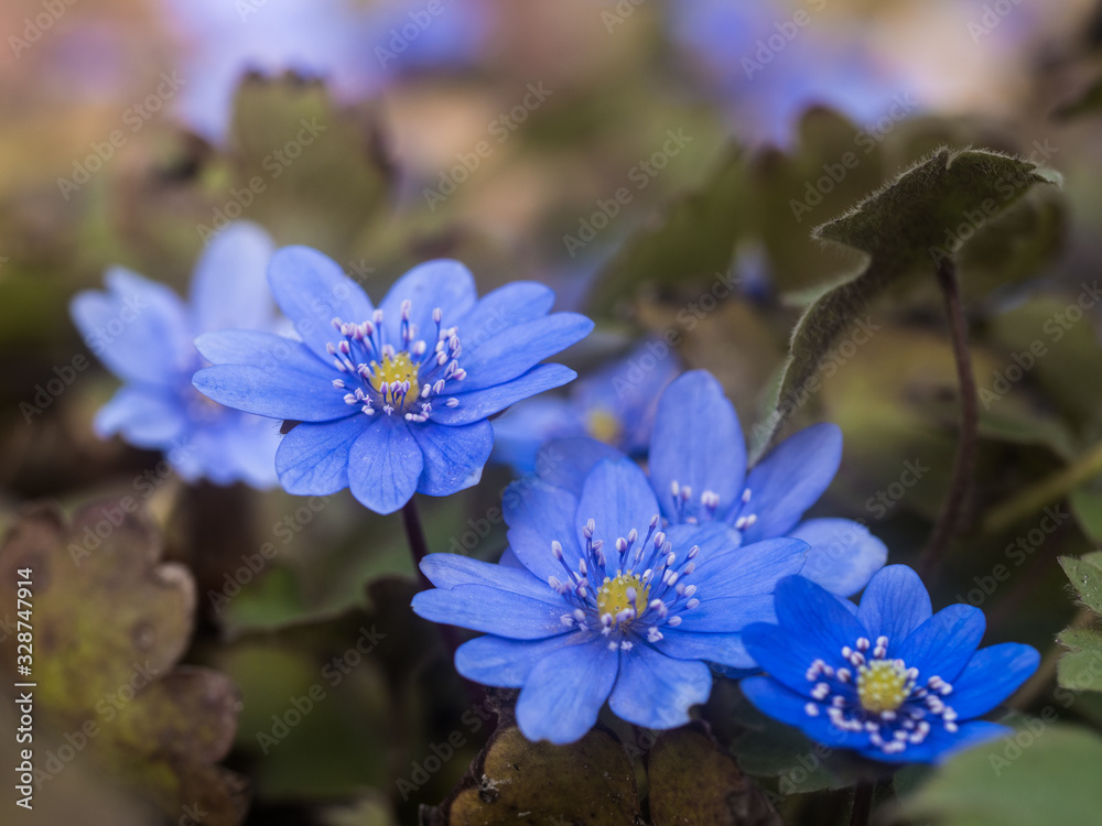Mehrere aufgeblühte blaue Blüten des Leberblümchens (Siebenbürgisches Leberblümchen- Hepatica transsilvanica) Mehrere aufgeblühte blaue Blüten des Leberblümchens (Siebenbürgisches Leberblümchen- Hepatica transsilvanica)