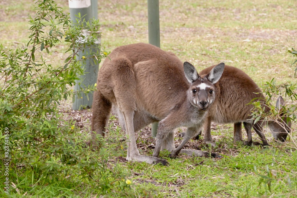 Kangaroos