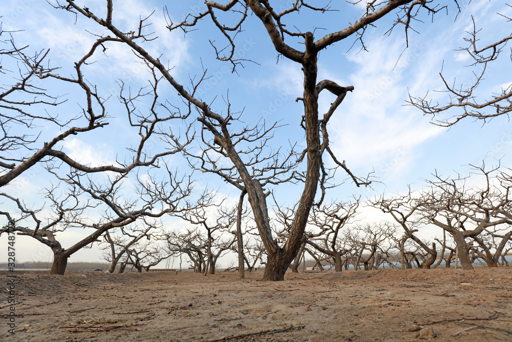 Winter scenery of Peach Orchard Winter scenery of Peach Orchard