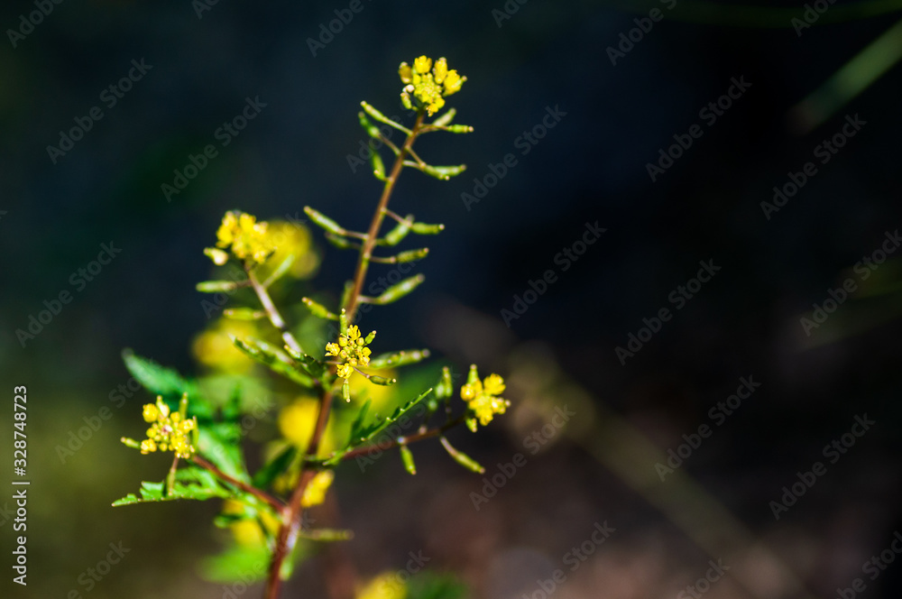 Yellow grass flower and green grass on black blur background. Yellow grass flower and green grass on black blur background.