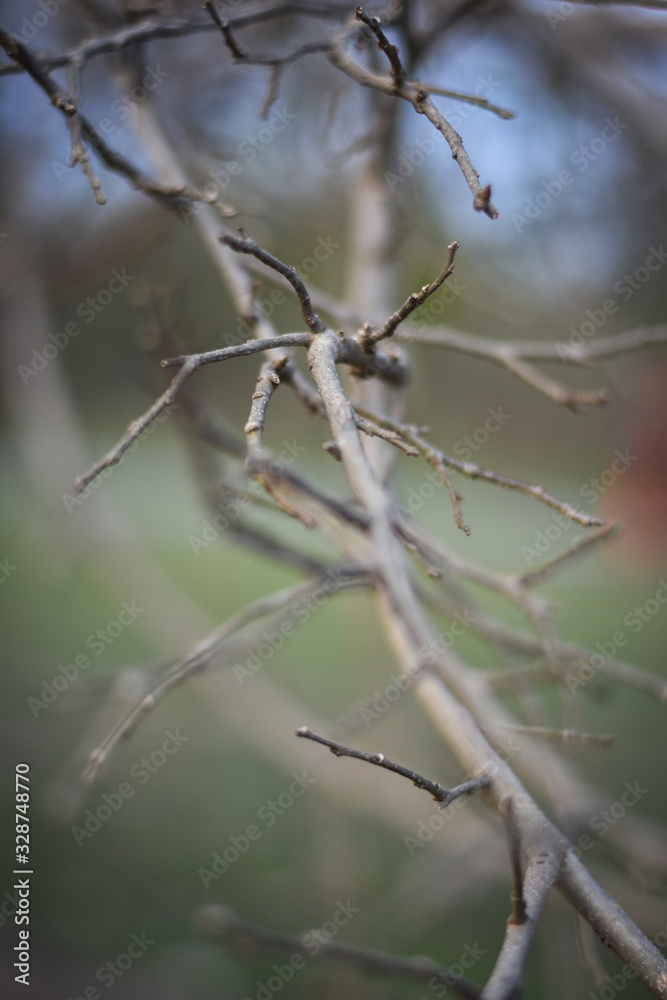 closeup of a tree branch with blur background, Feel Nature closeup of a tree branch with blur background, Feel Nature