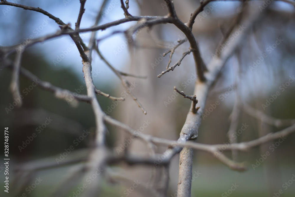 closeup of a tree branch with blur background, Feel Nature closeup of a tree branch with blur background, Feel Nature