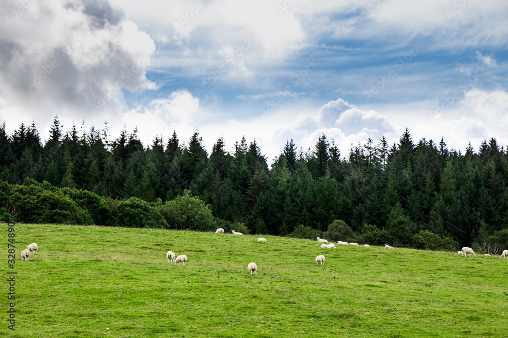 Sheep in a Scottish Field