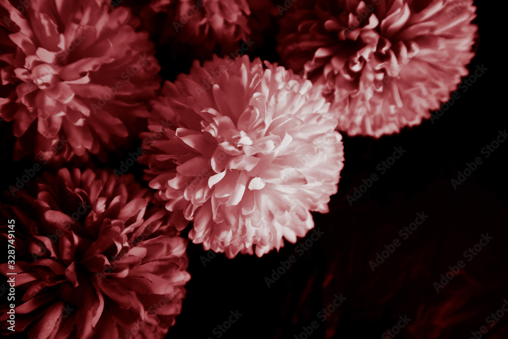 Beautiful abstract color pink and red flowers graphic on black background and light black and pink flower frame and pink leaves texture, dark background, red banner happy valentine