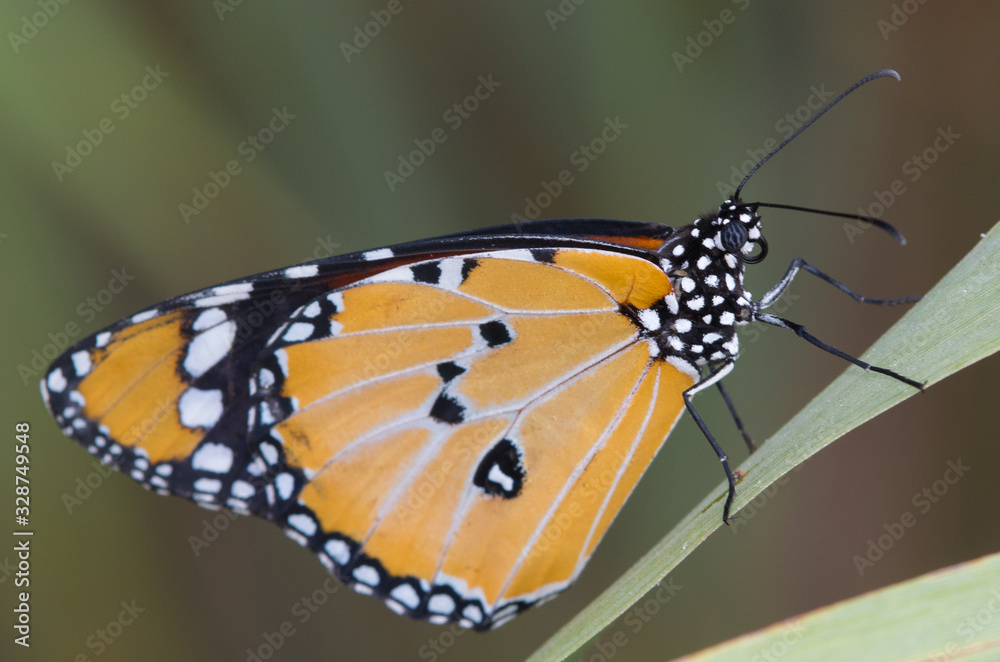 Naklejka premium butterfly on leaf