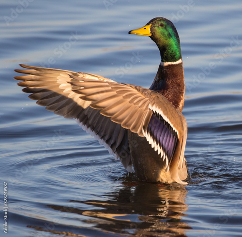 duck on water