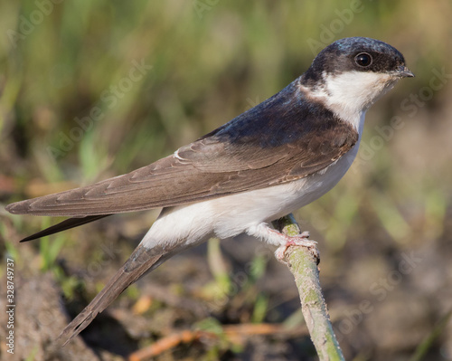 House martin on a branch photo
