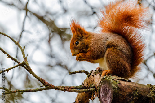 Ginger squirrel in a tree. © Stepan Chour