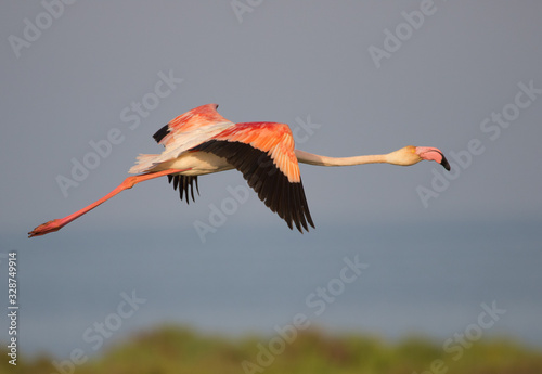 flamingo in flight