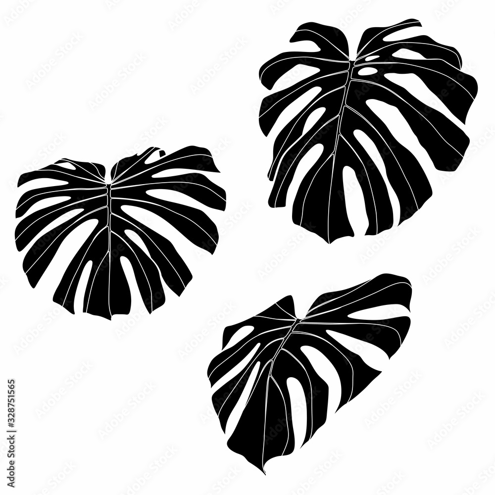 Obraz Line monstera leaf set illustration. Beautiful natural outline icon or clip art. Exotic tropical jungle plant symbol. Monochrome isolated elegant and feminine element.