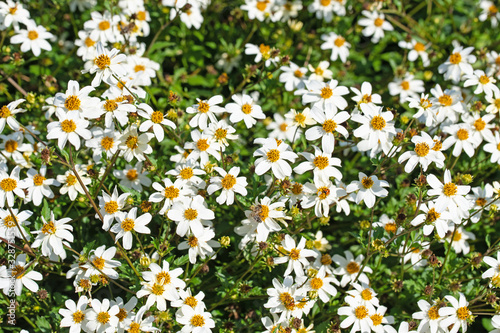 Blühender Zweizahn, Bidens, weiße Blüten © M. Schuppich