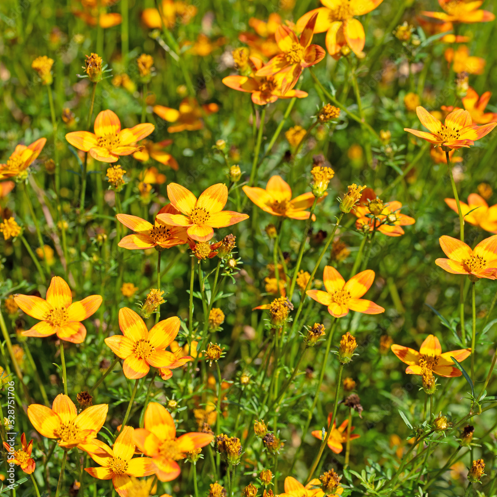 Blühender Zweizahn, Bidens, orange Blüten Blühender Zweizahn, Bidens, orange Blüten