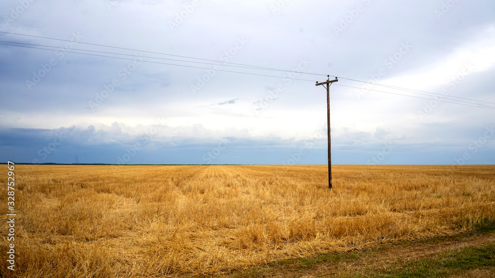 Wheat is a grass widely cultivated for its seed, a cereal grain which is a worldwide staple food.Wheat is an important source of carbohydrates Wheat is a grass widely cultivated for its seed, a cereal grain which is a worldwide staple food.Wheat is an important source of carbohydrates