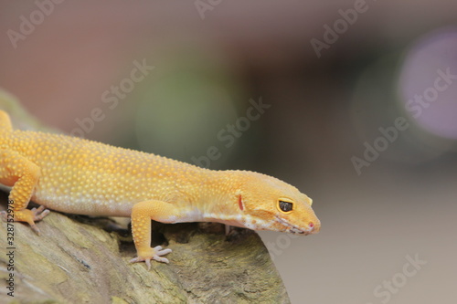 The leopard gecko  also known as the panther gecko or the common leopard gecko  is a medium-sized lizard. They live in the southern part of Central Asia