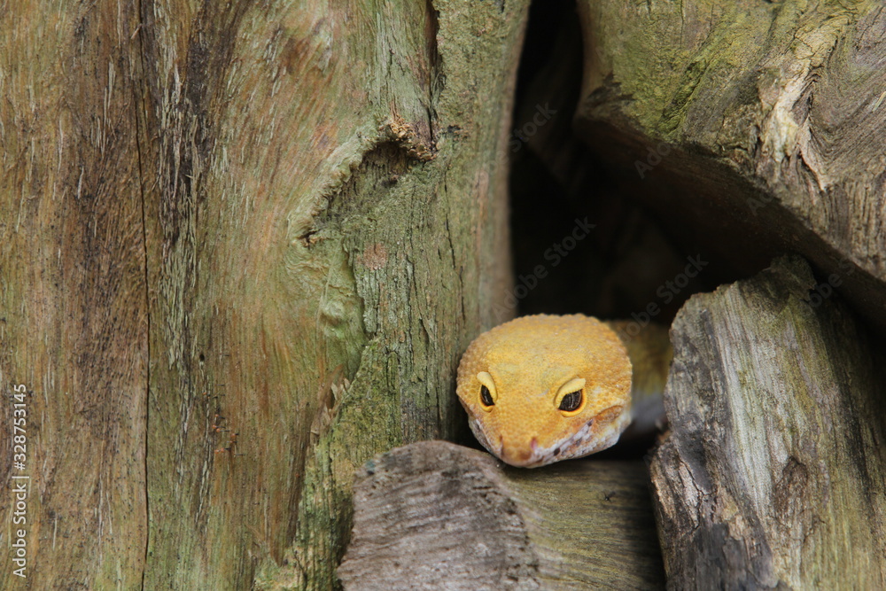The leopard gecko, also known as the panther gecko or the common leopard gecko, is a medium-sized lizard. They live in the southern part of Central Asia The leopard gecko, also known as the panther gecko or the common leopard gecko, is a medium-sized lizard. They live in the southern part of Central Asia