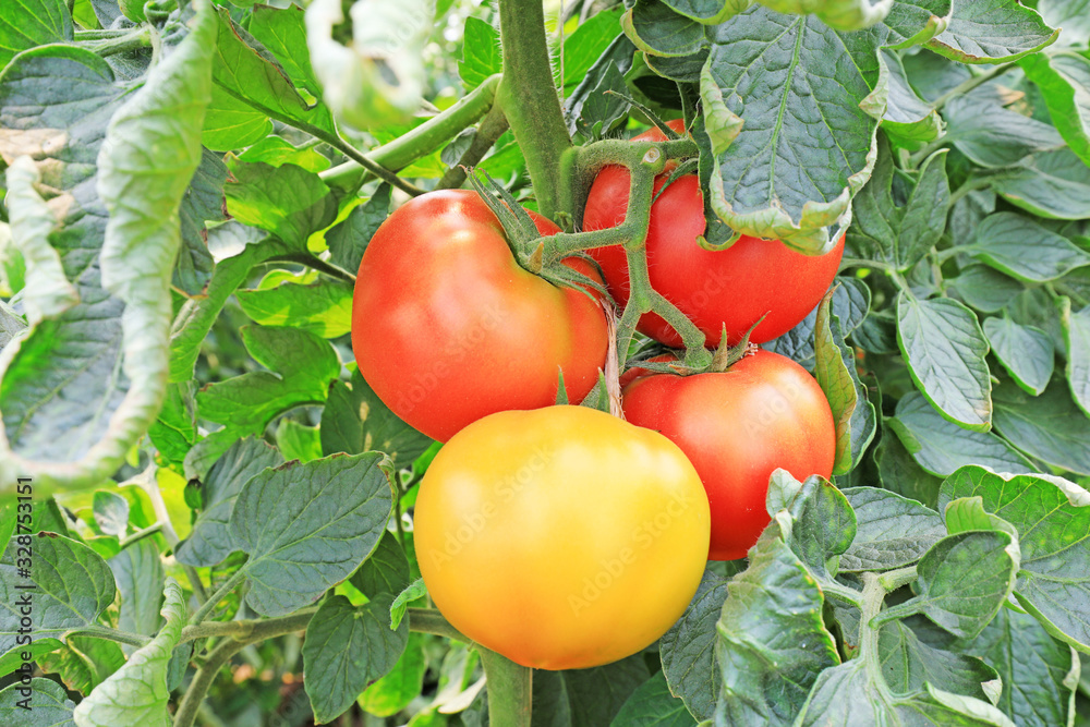 Ripe tomatoes in greenhouses, North China