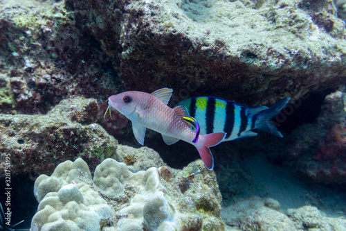 Tropical Hawaiian Fish Being Cleaned by a Remora