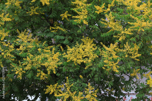 goldenrain tree flowers in the garden