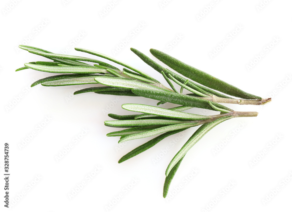 Fresh green rosemary sprigs isolated on a white background