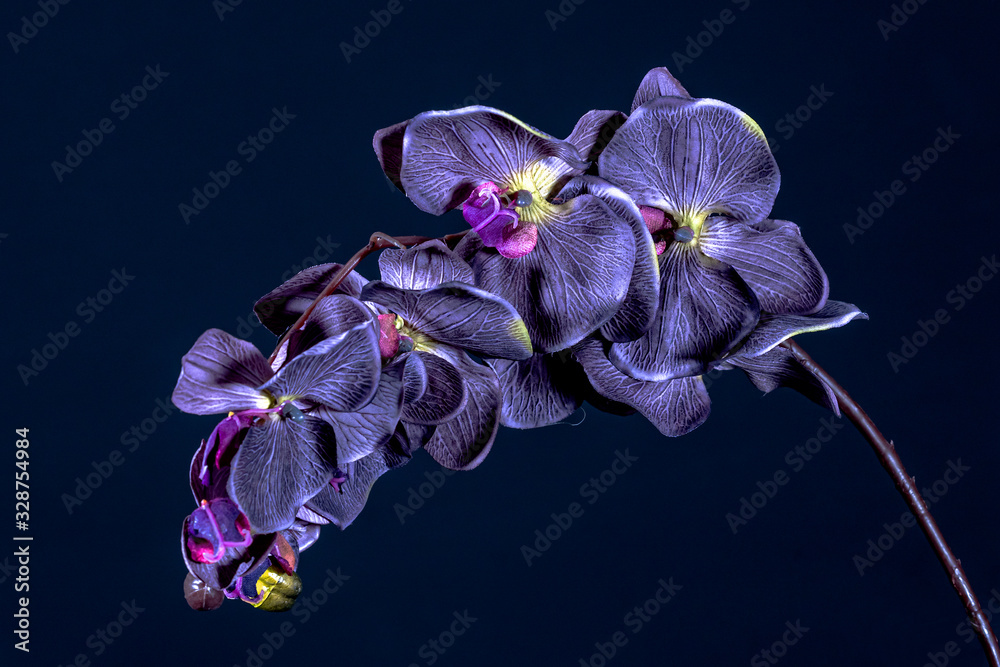 Violet orchid discount