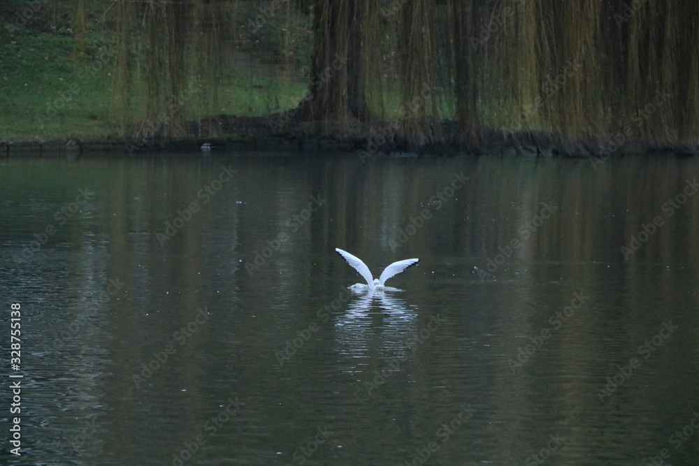 birds birds