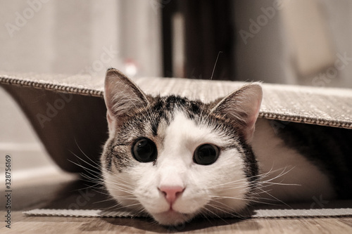 Yuki