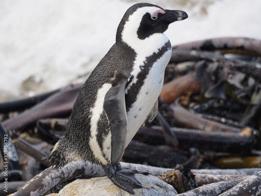 Naklejka premium Brillenpinguine - Kolonie bei Kapstadt in Betty's Bay