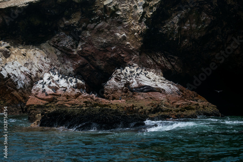 a seal resting on a rocks next to several birds in the middle of the sea