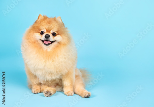 Cute Spitz dog sitting like a man on blue background