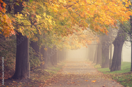 Autumn foggy colorful tree alley in the park on a misty day in Krakow  Poland