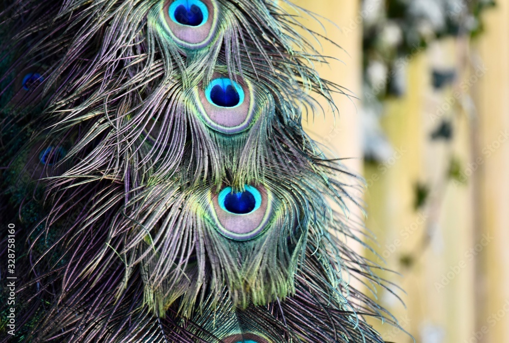 Fototapeta premium peacock feathers texture background