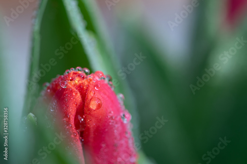 Spring tulip flower buds close up. Beautiful fresh dew drops and bright morning light. Vibrant warm colors, shallow depth of field. Feminine soft and delicate background.