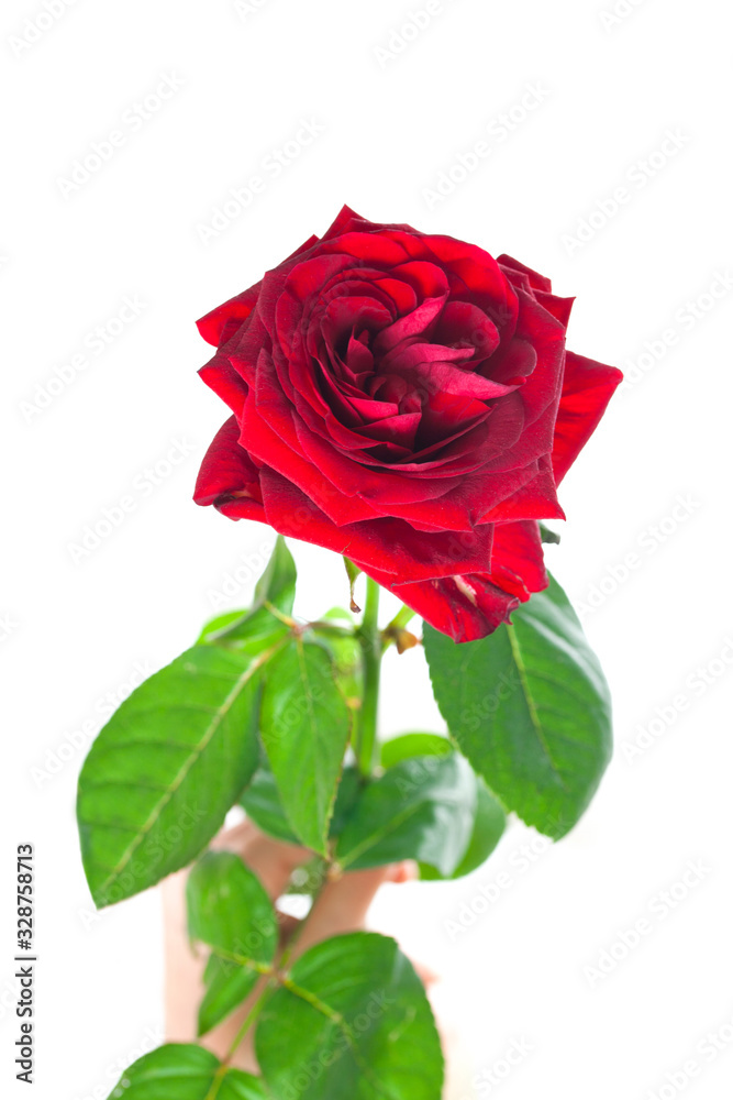 one rose in hand on white background one rose in hand on white background