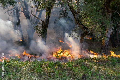 Trees on Fire in California © kcapaldo